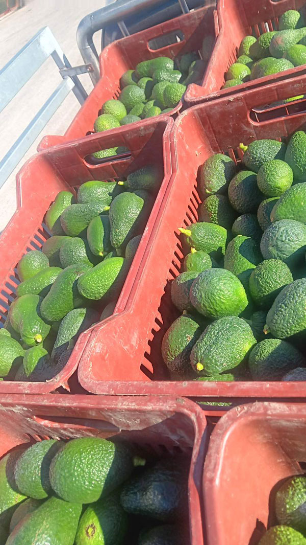 PORTOFRUIT greek fruits export