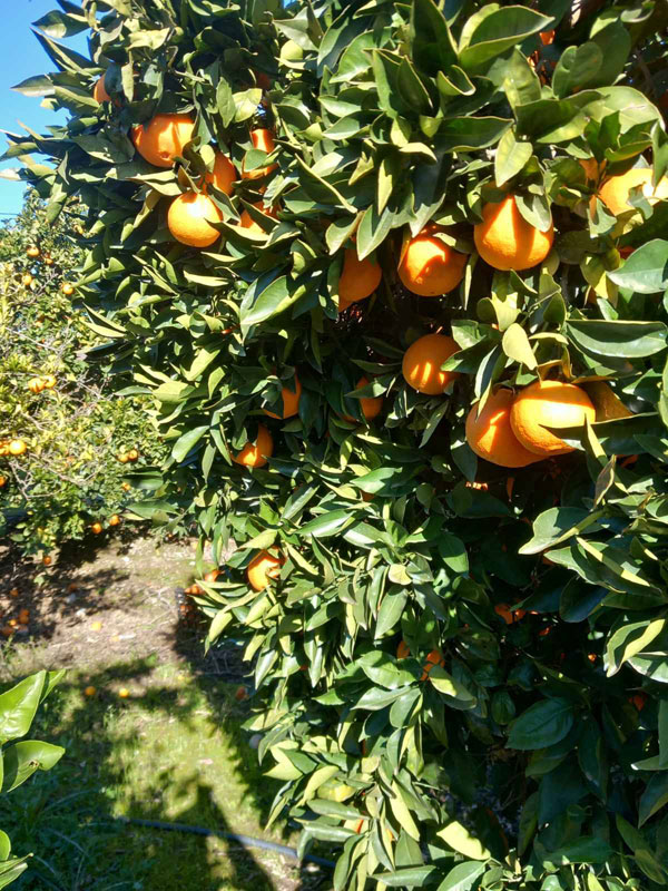 PORTOFRUIT greek fruits export