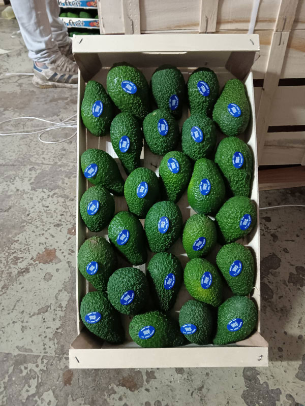 PORTOFRUIT greek fruits export