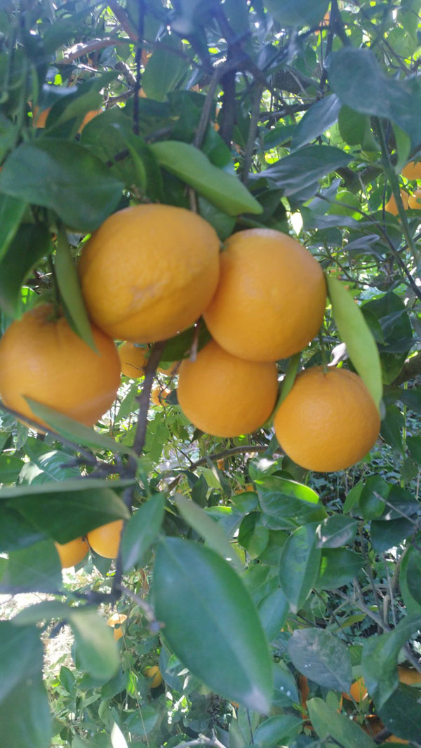 PORTOFRUIT greek fruits export