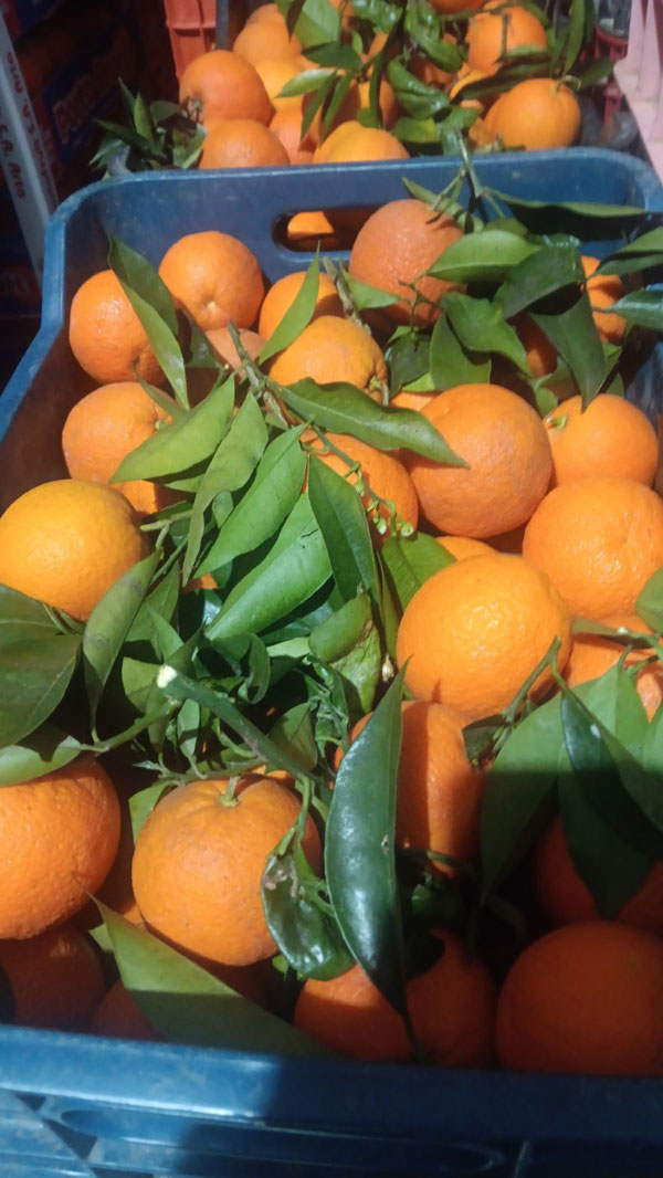 PORTOFRUIT greek fruits export